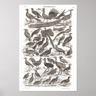 Orthinologia, espécie antiquada impressão