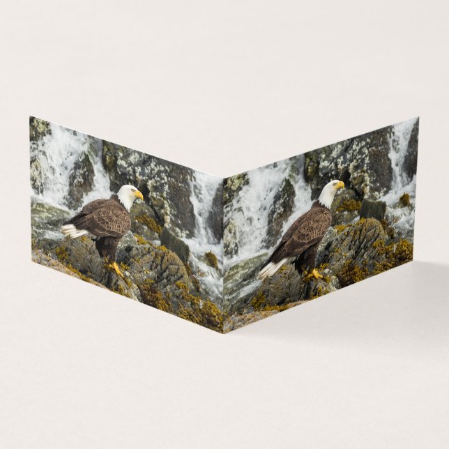 Ortod Bald Eagle (Exterior)