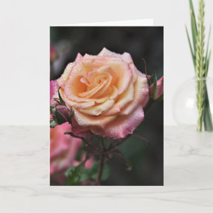 Orvalho da Manhã Fotografia de Rosa em Cartão em