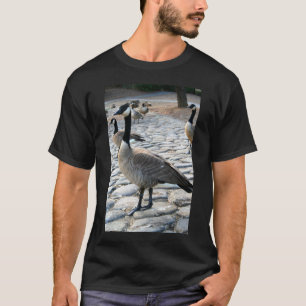 Os gansos canadenses aproximam o t-shirt do lago