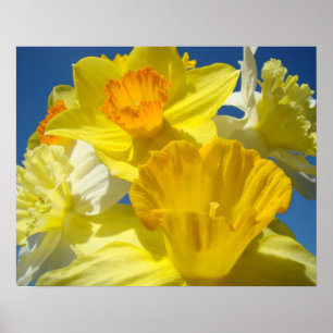 Os impressões botânicos quadro Daffodils amarelo