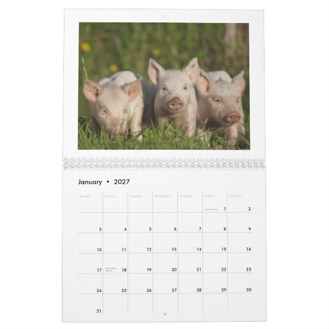 Os leitão felizes 2015 - calendário bonito dos (Jan 2027)