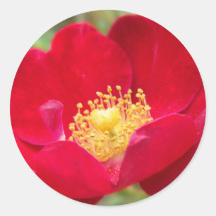 Os rosas são etiquetas vermelhas