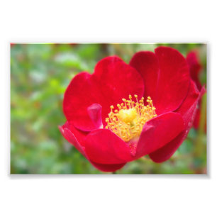 Os rosas são impressão vermelho da foto