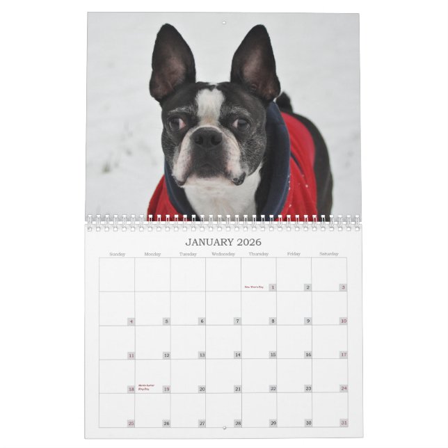 Oscar o calendário de Boston Terrier 2013 (Jan 2026)