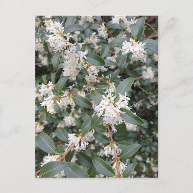 Osmanthus Burkwoodii no cartão postal do Parque (Frente)