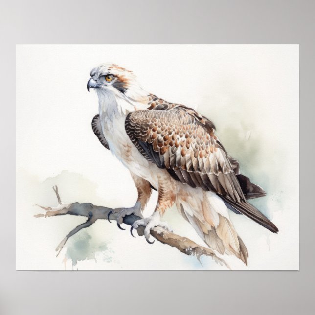 Osprey Bird Art Impressão (Frente)