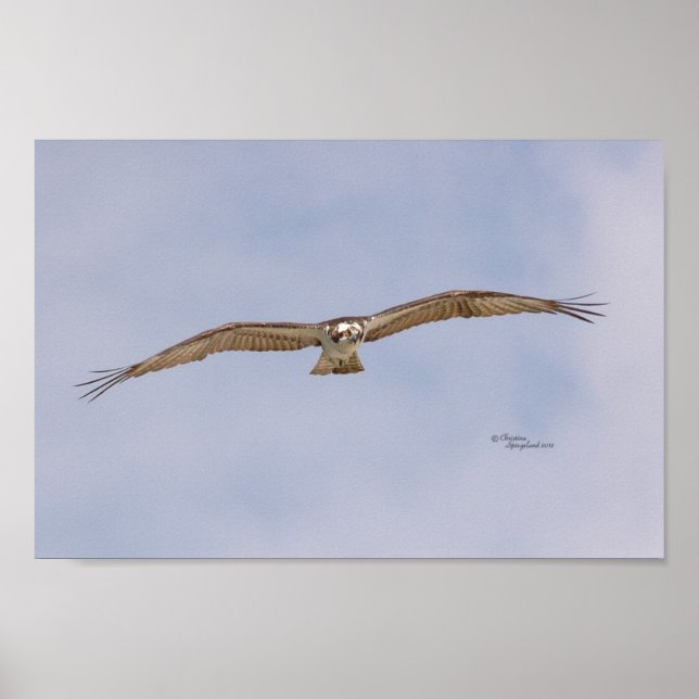 Osprey Bird Flying Poster (Frente)