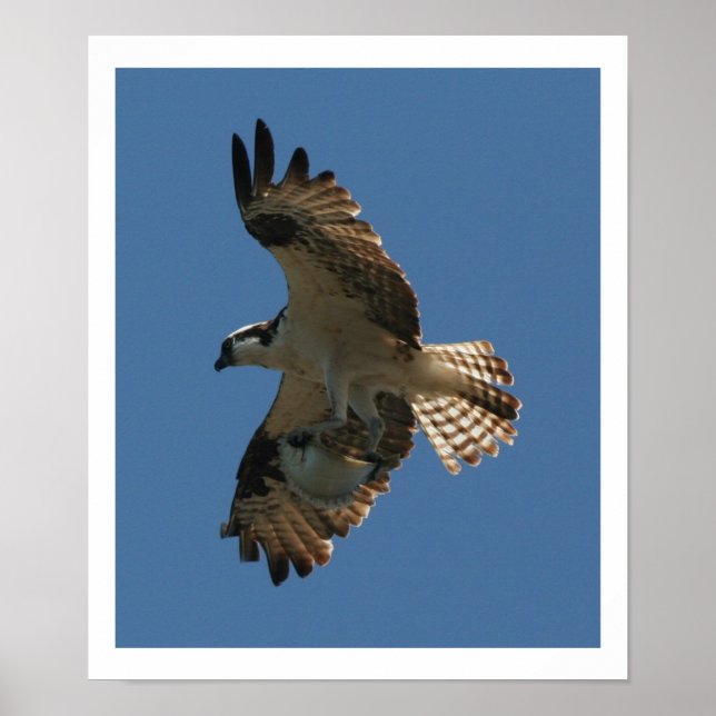 Osprey Bird & Halibut Fish Impressão (Frente)