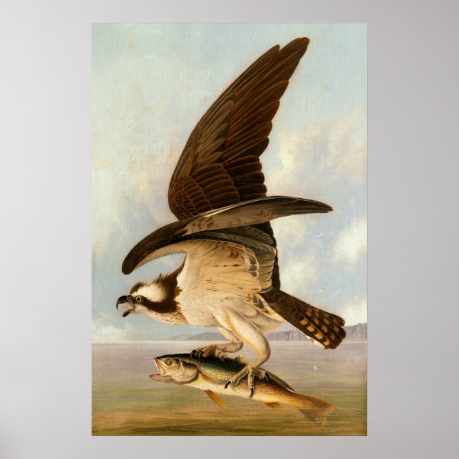 Osprey - John James Audubon Fine Art Poster (Frente)