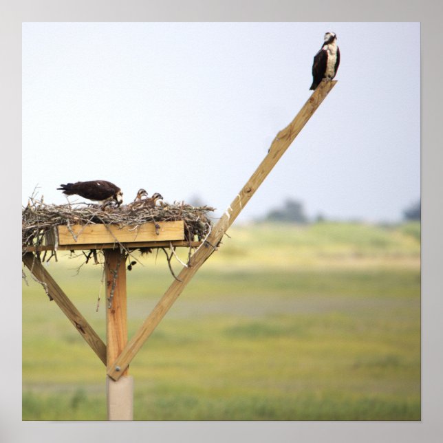Osprey Nest Poster (Frente)
