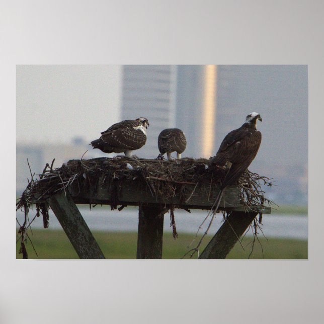 Osprey Nest Poster (Frente)