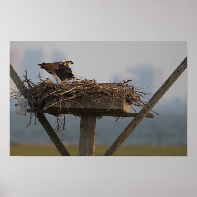 Osprey no Nest Photo Poster (Frente)