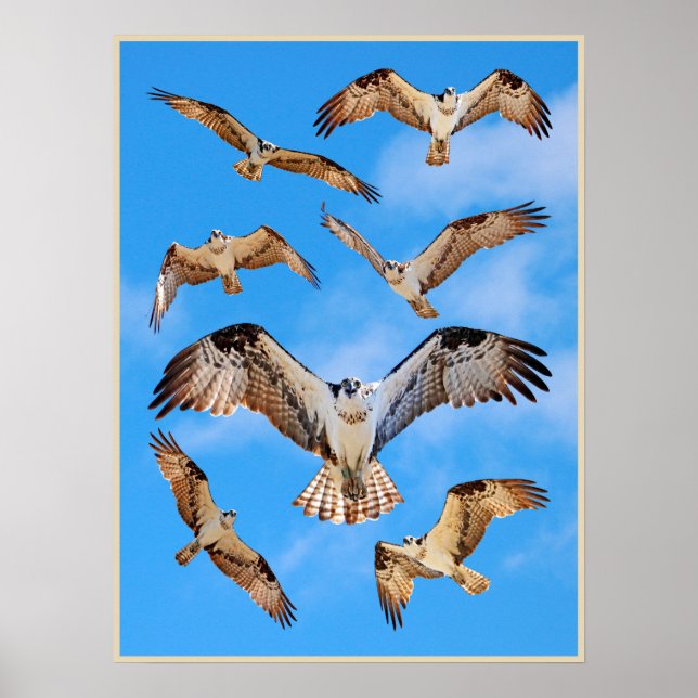 Osprey Poster (Frente)