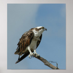 Osprey Poster hawk