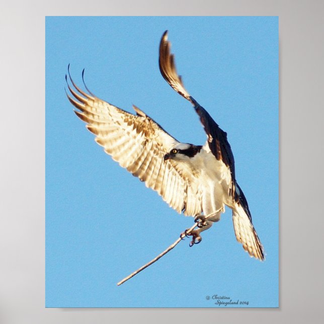 Osprey segurando uma Poster de palito (Frente)