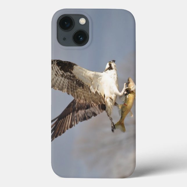 Osprey Voador e Peixe 5 Fotografia da vida selvage (Verso)