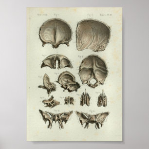 Ossos 1844 do crânio do impressão da anatomia do