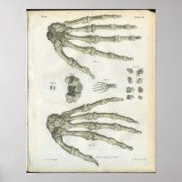 Ossos da Impressão da Anatomia da Mão