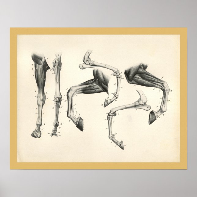 Ossos da Perna Veterinária Hormona Impressão (Frente)