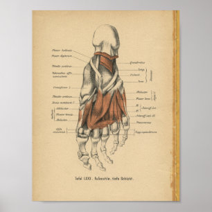 Ossos de pé do impressão da anatomia do alemão