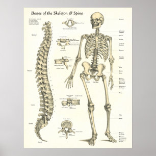 Ossos do esqueleto & do poster da anatomia da