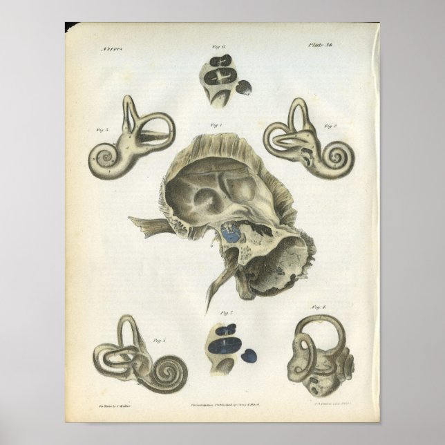 Ossos do Impressão da Anatomia do Ouvido (Frente)