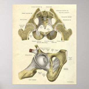 Ossos do impressão da anatomia do vintage da pelv