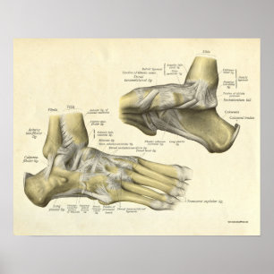 Ossos do impressão da anatomia do vintage do pé