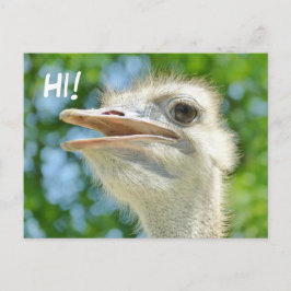 Ostrich Africano Engraçado - Olá Cartão postal