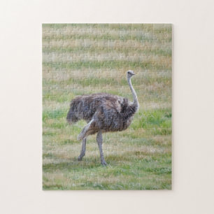 Ostrich Bird caminhando em uma Quebra-cabeça de Ar
