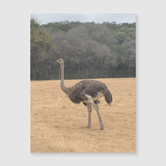 Ostrich Magnet