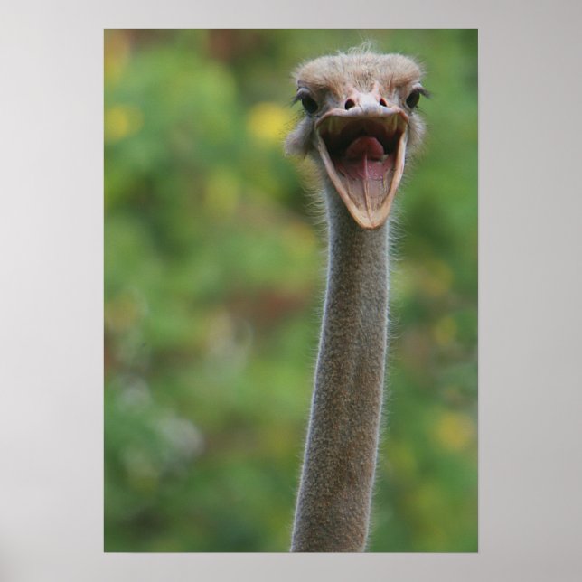 Ostrich Poster (Frente)