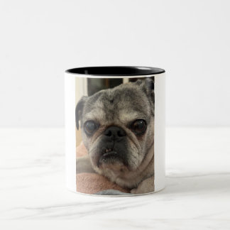 Otis o cão numa caneca