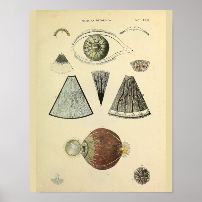 Otometria Anatomia Ocular Impressão de Arte Médica (Frente)