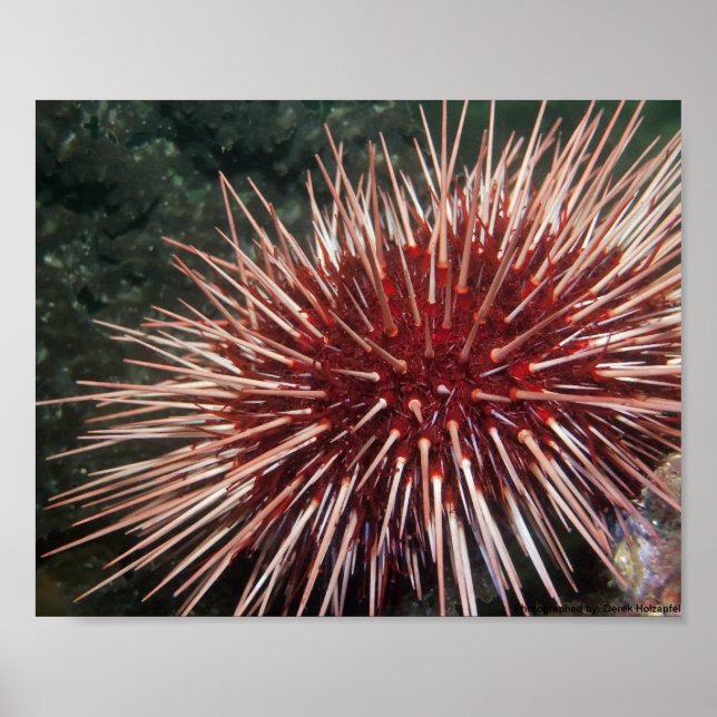 Ouriço-do-mar Vermelho Gigante - Impressão de Arte (Frente)