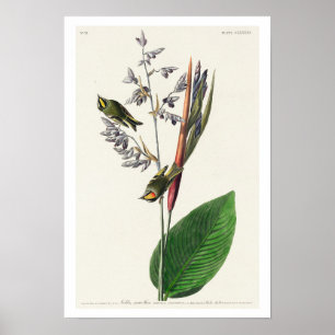 Ouro americano crested-Wren por Audubon Poster