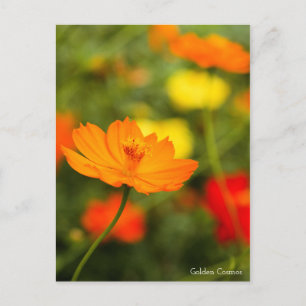Ouro Cosmos ［ Cartão Postal ］