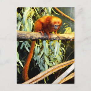 Ouro Lion Tamarin Whats, Cartão Postal