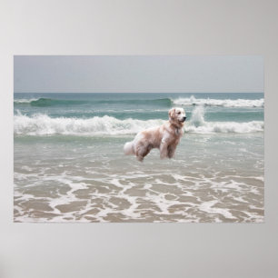 Ouro Retriever Ocean Poster