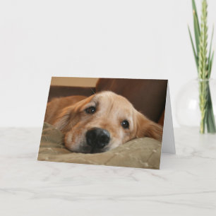 Ouro Retriever Perde Seu Cartão de Saudação
