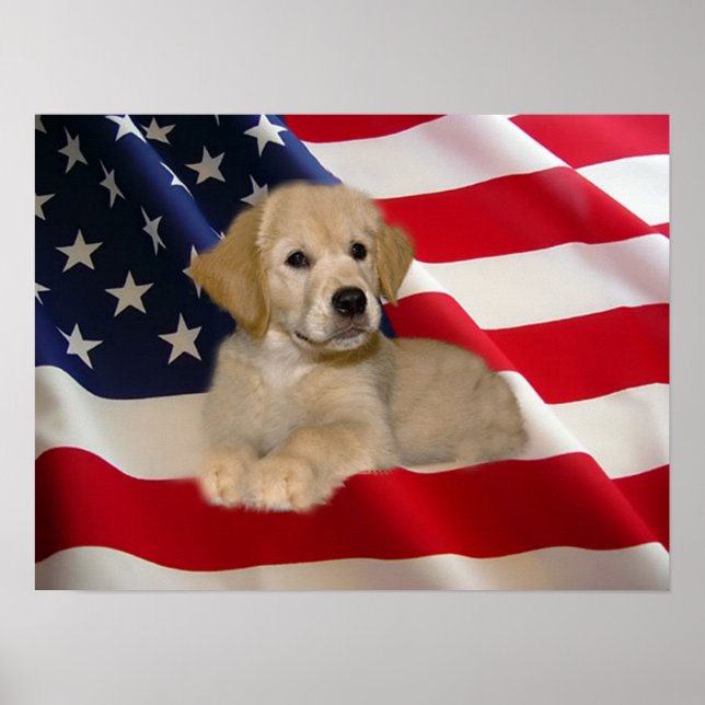 Ouro Retriever Poster All American Puppy (Frente)