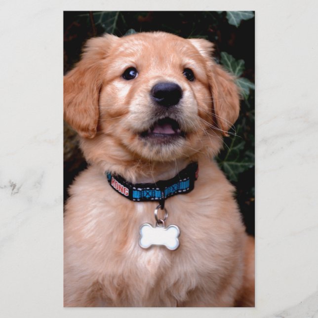 Ouro Retriever Puppy (Frente)