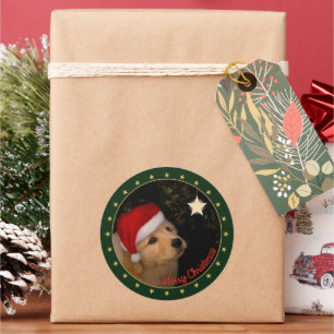 Ouro Retriever Puppy com adesivo Santa Hat