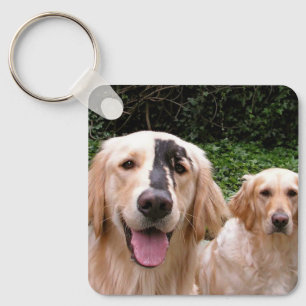 Ouro Retrievers Peter Fox e mamãe Chaveiro