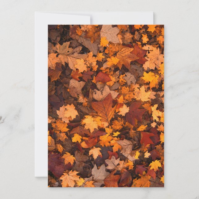 outono-folhagem-111315 FALL AUTUMN DEIXA CORES DE  (Frente)