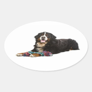 Oval Adesivo de Cachorro de Montanha Bernesa / Selo