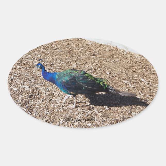 Oval Adesivo de Pavão Azul Indiano (Frente)