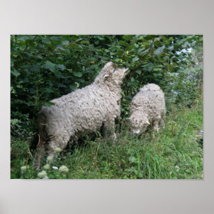 Ovelhas Bonitas Comem Folhas Poster