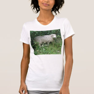 Ovelhas Bonitas, Flores, Que Comem Camisa